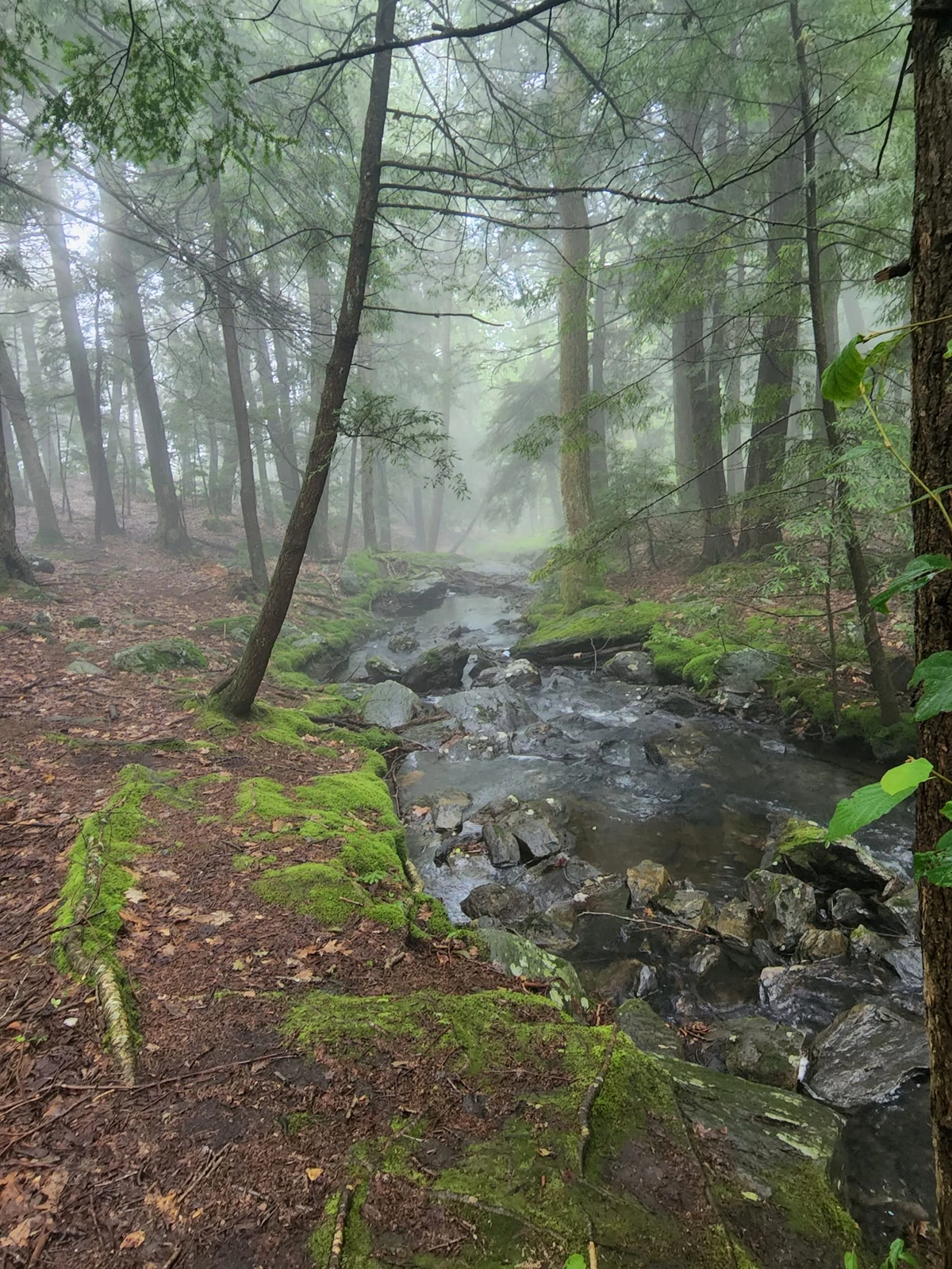 A rocky stream winding through misty woodland with moss-covered banks